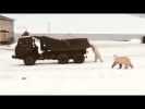Медведи и Камаз