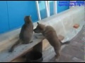 Нарезка приколов с животными 2013 .mp4