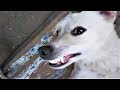 Смешные милые и забавные животные