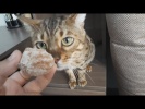 Смешные собаки Приколы про собак Смешные коты