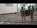 Лучшие друзья маленький львенок и щенок