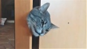 Сборник Приколов с Животными 2018 Когда Застрял