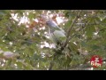 Bird Poops On Sleeping Man