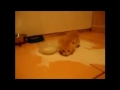 Крохотный котэ без ума от молока