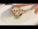 Милые и Забавные Животные Маленький Котик первый