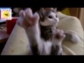 Приколы с животными 2013 Funny fail animals 2013 Compilation