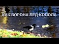 Как ворона лёд колола