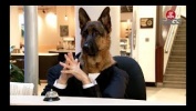 Dog Works At the Informational Kiosk