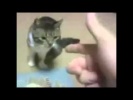 Животные притворяются мёртвыми (прикол)