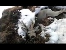 Олень провалался под землю