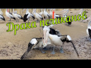 Драка пеликанов