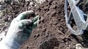 Неожиданные находки, серебряные монеты и разный ха