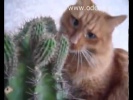 Приколы с котами мега ржач!