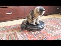 КОРОЧЕ ГОВОРЯ, ЖИВОТНЫЕ ПРИКОЛЫ