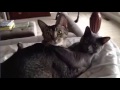 Кошачьи нежности