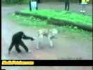 Обезьяна стебет собаку