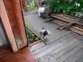 Кошки! "Улыбнись - 6"  ТВ