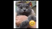 СМЕШНЫЕ ИСПУГИ ЛЮДЕЙ И ЖИВОТНЫХ 2019 #2 | ЗАБАВНЫЕ