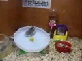 Сумасшедший хомяк в колесе