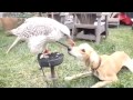 Лучшее с инета за неделю. ChooDuck #19 Zap Web (Funny compilation) 25/12/12