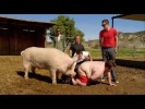 Jackass 3 apple of my ass