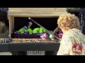Real Fake Snake Prank