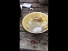 Борзотилла   воришка