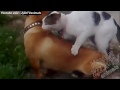 Приколы с животными №3. Fun with animals #3