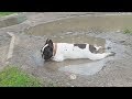 Приколы про собак 2018 Смешные собаки Видео Прикол