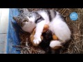 Кошка выкармливает утят, как свое потомство