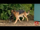 Dog Fetches Back Smelly Surprise