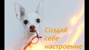 Смешные и забавные животные Позитив Fanny animals Создай себе хорошее настроение