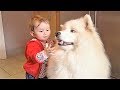 Приколы с животными Подборка приколов Ноябрь 2017