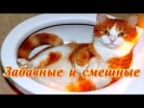 Смешные и забавные Кошки Собаки Для детей Позитив Создай себе хорошее настроение