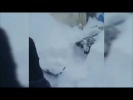 Корова в снегу