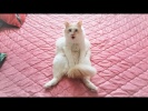 Лучшие приколы с котами за неделю О чём Сидят Коты