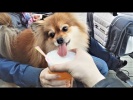 ПРИКОЛЫ ПРО ЖИВОТНЫХ Самые Смешные и Прикольные
