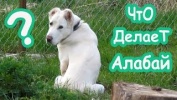 ЛУЧШИЕ ПРИКОЛЫ | ПРИКОЛЫ ПРО ЖИВОТНЫХ