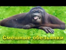 Поймай если сможешь Обезьянки
