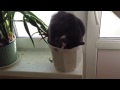 Кот, ты пьян, иди домой