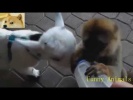 Смешные забавные угарные приколы с животными 2014 Июль просто от души поржать