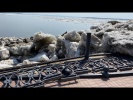 Ледоход в Хабаровске