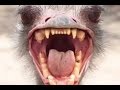 ЛУЧШИЕ ПРИКОЛЫ #8