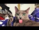 Приколы с котами и кошками 2018 Приколы с животным