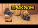 ПРИКОЛЫ ЛУЧШИЕ ПРИКОЛЫ ПОДБОРКА ПРИКОЛОВ 2017