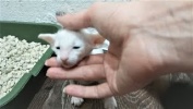 Приколы про животных Самые Смешные и Милые