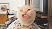 Коты очень круто поют. Песня кота