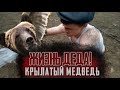 Жизнь Деда! Крылатый медьведь.