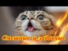 Приколы про животных Позитив Для детей Создай себе хорошее настроение