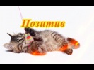 Кошки собаки котята Fanny animals Создай себе хорошее настроение